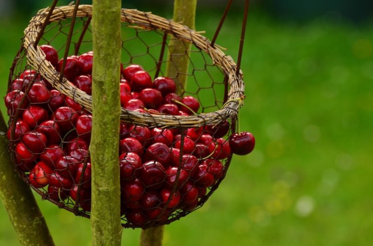 Используйте момент! Черешня оказалась настоящим суперпродуктом