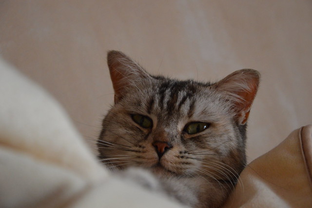 Кот принес своей хозяйке наркотики
