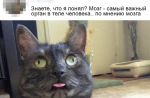 Скрины из социальных сетей