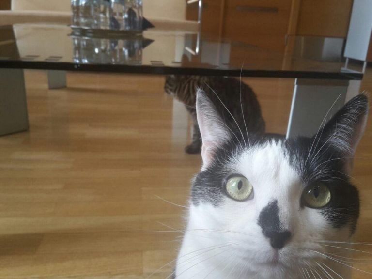 И все-таки: котам Кузе и Мурису придется сменить место жительства