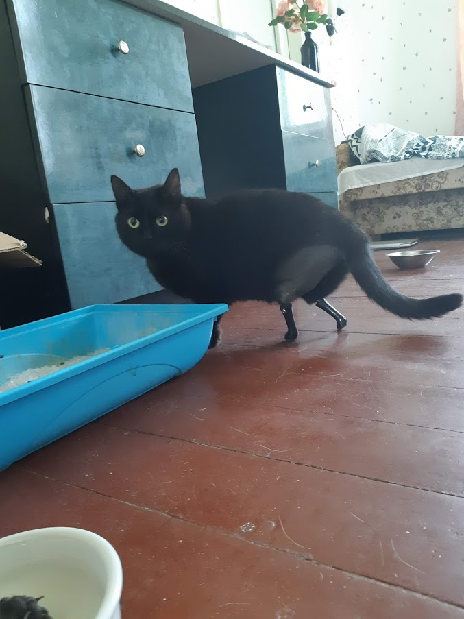 В Латвии впервые сделали операцию по протезированию кошки: потерявшее лапы животное снова ходит