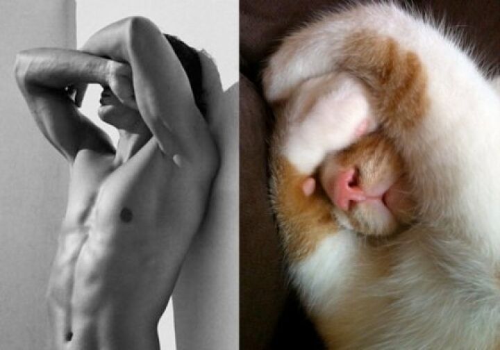 Горячие парни vs. котики: кто круче?
