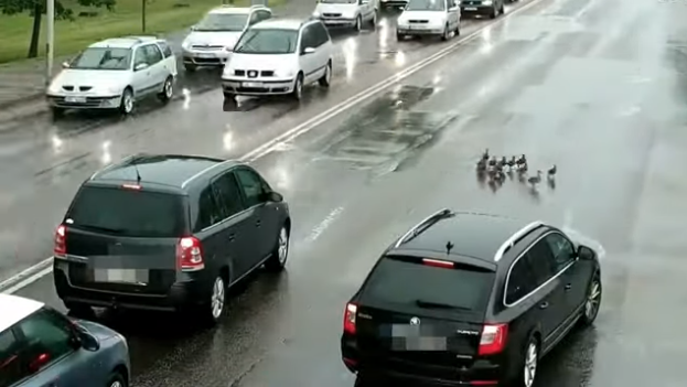 ВИДЕО: как в Елгаве утиная семейка остановила движение