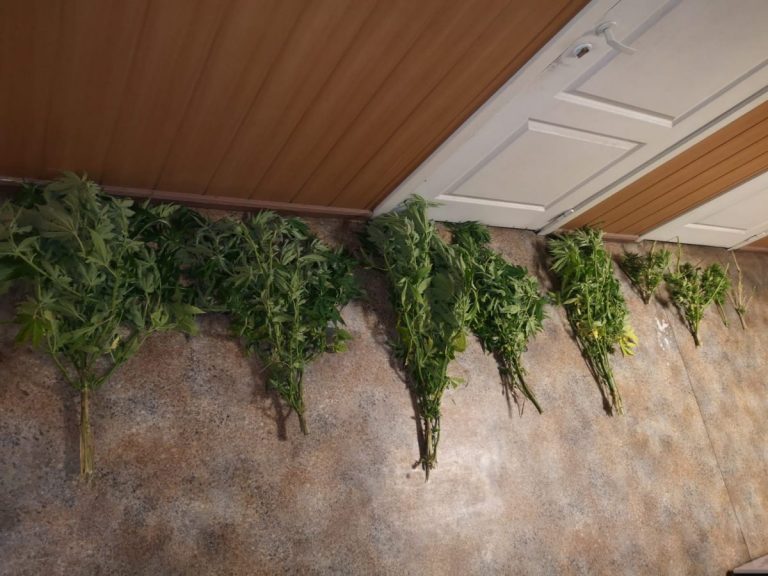 Веники из марихуаны: наркодилера задержали с растениями прямо в лесу