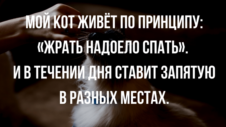 мемы и юмор про котов