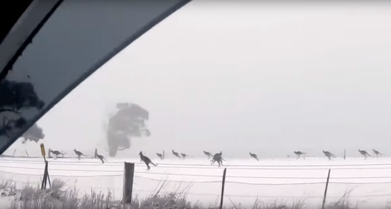 В Австралии выпал снег — кенгуру в восторге. Видео