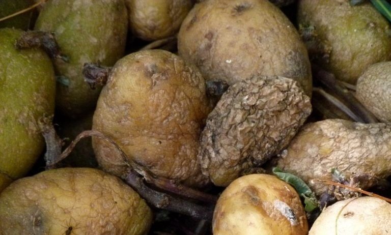 В России четыре человека умерло, надышавшись парами гниющего картофеля