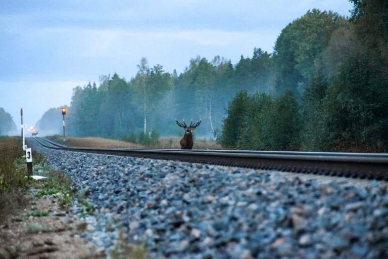 Удача фотографа! Лоси устроили перекличку на железной дороге под Вентспилсом