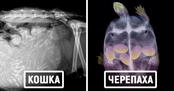 15 удивительных рентгеновских снимков беременных животных