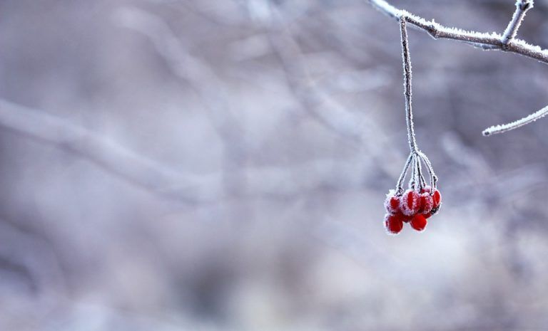 Последняя возможность убрать урожай! О погоде в ближайшие дни