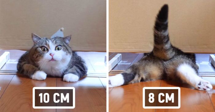 Японец проверил, в насколько узкую щель смогут пролезть его коты.