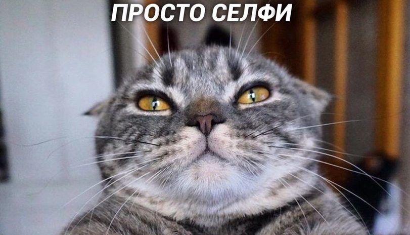 Если бы котики делали селфи Если бы котики делали селфи