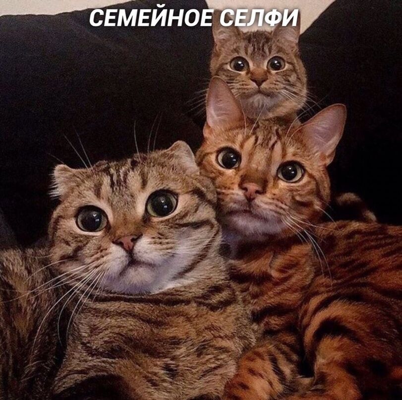 Если бы котики делали селфи