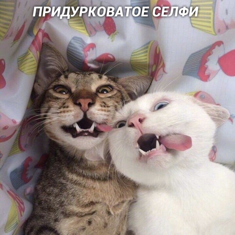 Если бы котики делали селфи
