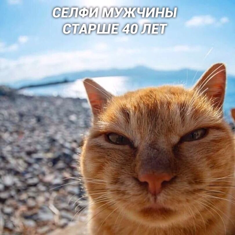 Если бы котики делали селфи