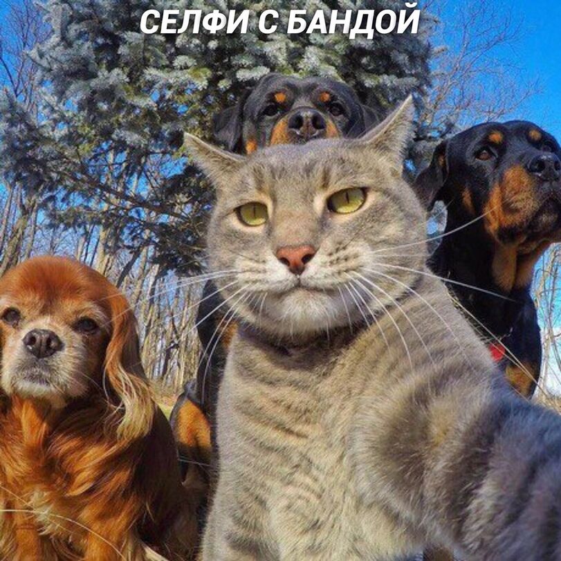 Если бы котики делали селфи