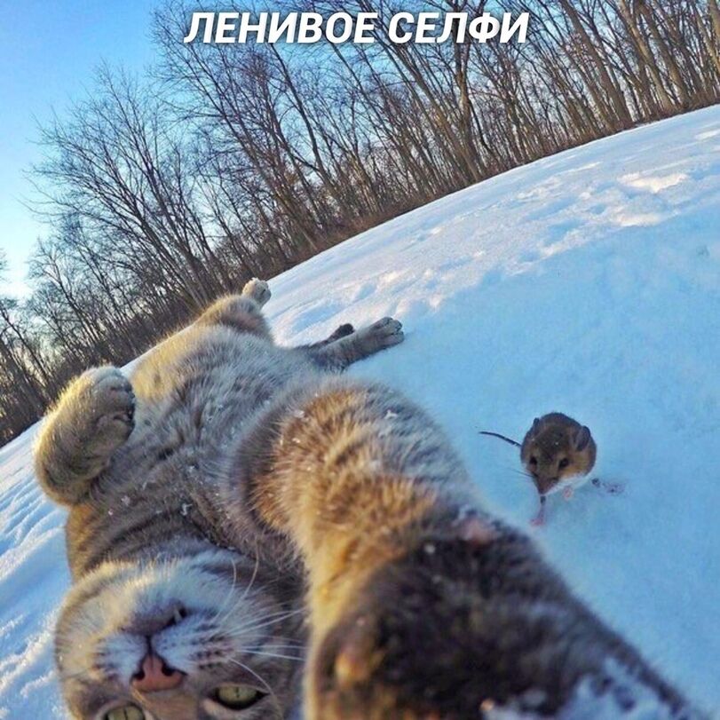 Если бы котики делали селфи