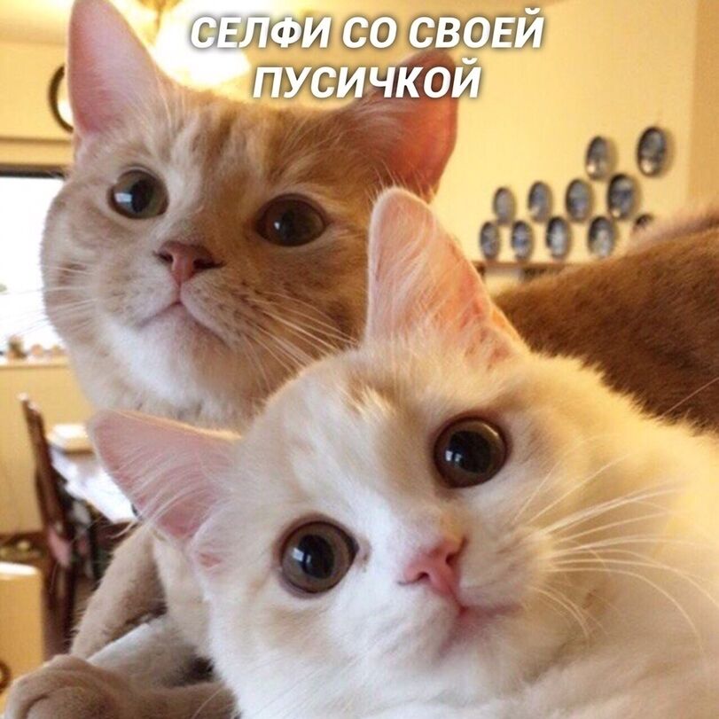 Если бы котики делали селфи