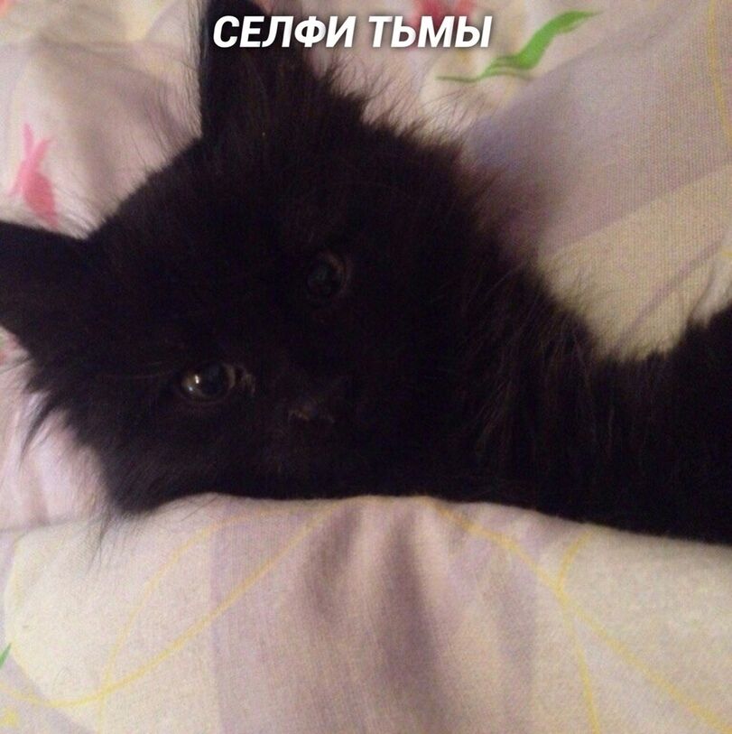 Если бы котики делали селфи
