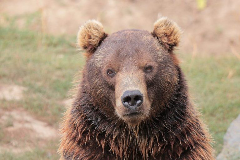 Ученые пришли к выводу, что селфи с дикими животными наносят им вред