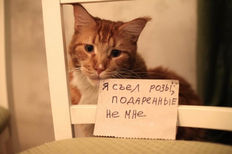 Новые прикольные картинки обо всем на свете