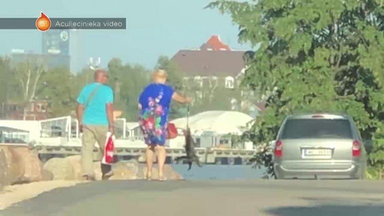 На Кипсале женщина била ногами и подвешивала на поводке свою кошку
