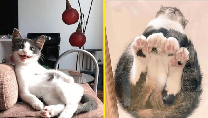 Забавные коты, которые подарят вам дозу позитива