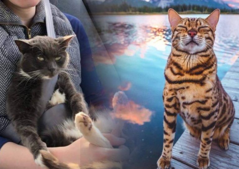 Котики. И ничего кроме котиков!