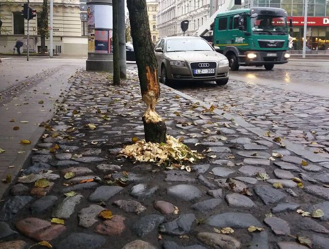 Бобер «поработал» в центре Риги: дерево вот-вот упадет