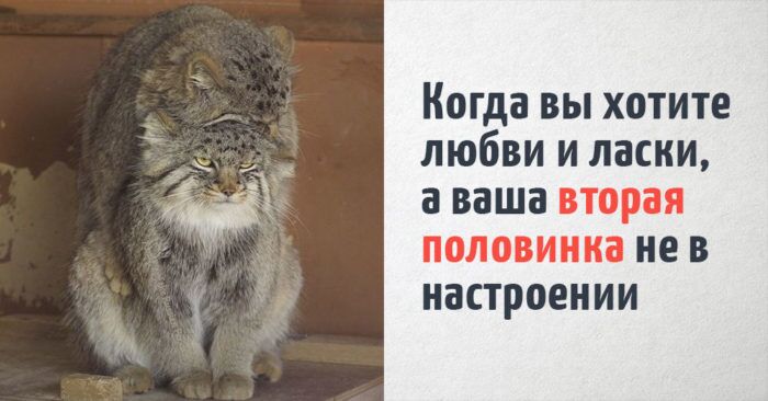 16 котиков, которые точно отражают человеческие ощущения. Несмотря на то, что они коты