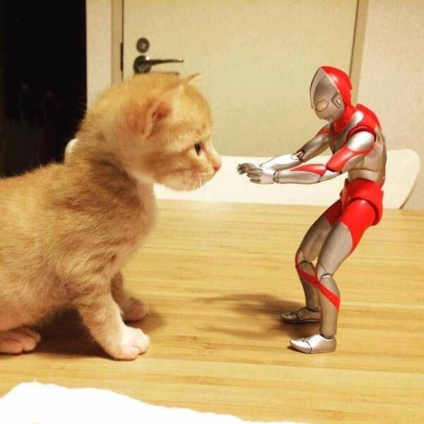 Котенок + игрушечный супергерой= реальная дружба (ФОТО)