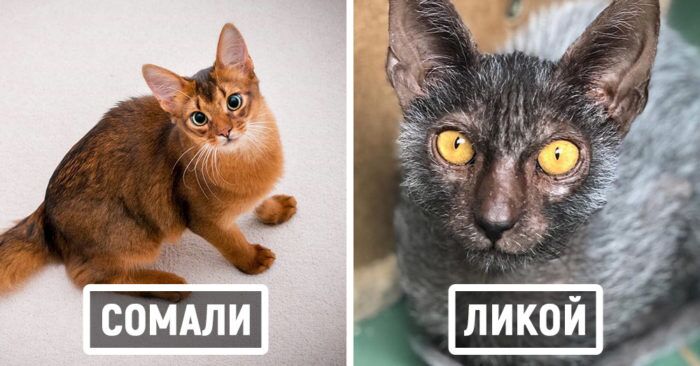 18 пород домашних кошек, о которых знают немногие (а они тоже красавцы, мур мур)