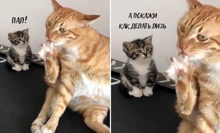 Крошка кот к отцу пришёл