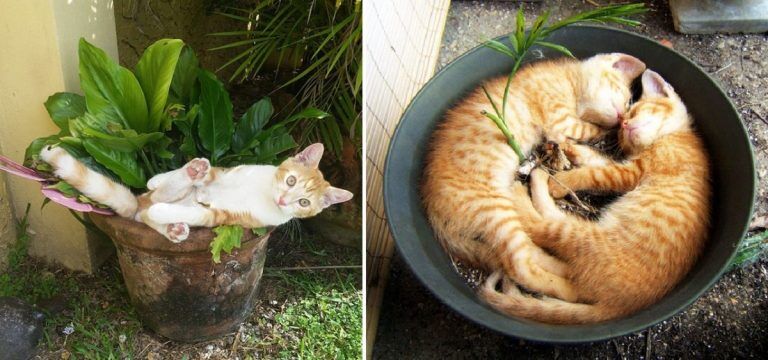 20 снимков, доказывающих, что коты — цветы жизни, которые не нужно поливать