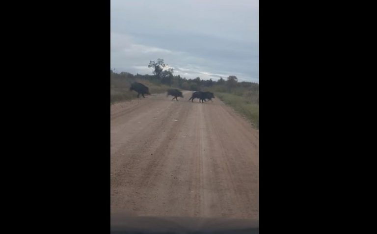 ВИДЕО: жителям Латвии преградило дорогу стадо диких кабанов
