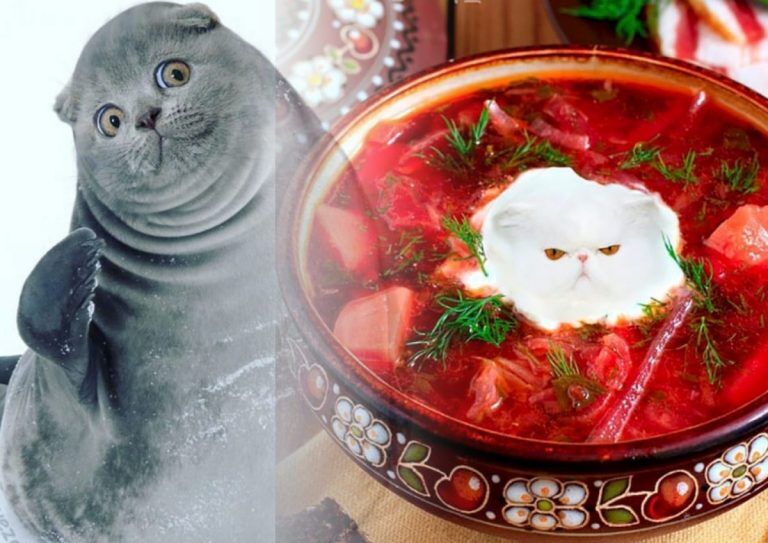 Когда Боги Фотошопа поклоняются котикам