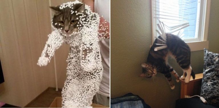 20 котов, которые искали приключений и… нашли
