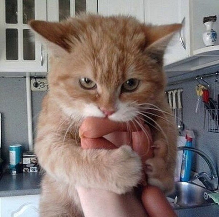 Забавные животные, которые явно не ожидали скорого возвращения хозяина