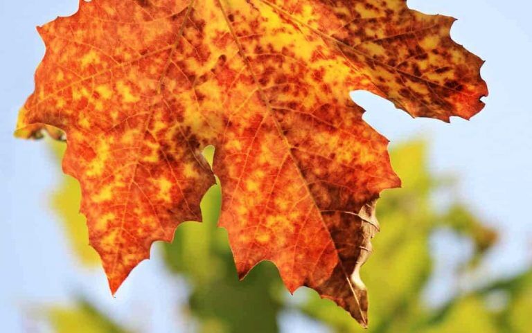 Синоптики обещают на этой неделе потепление до +15 °C