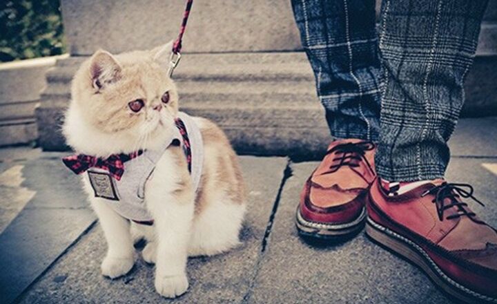 20+ крутых штук для наших питомцев, за которые они сказали бы спасибо