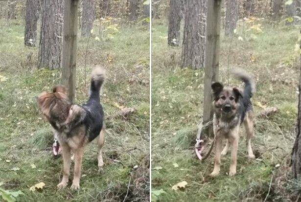 Что за нелюди такие?! Собака в Балтэезерсе брошена умирать