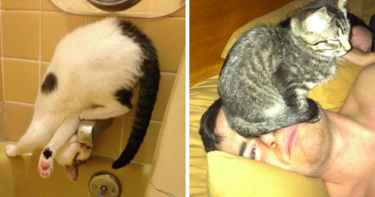 18 фотографий, которые доказывают, что коты – существа, живущие по своим правилам