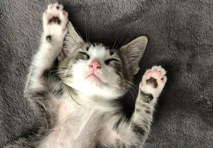 Животные которых мы любим. Котики и собачки - милашки то какие