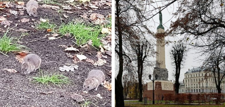 «Крысы у памятника Свободы! Что происходит?»: очевидцы шокированы увиденным