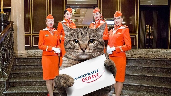ЯМыТолстыйКот: как пользователи троллят «Аэрофлот»