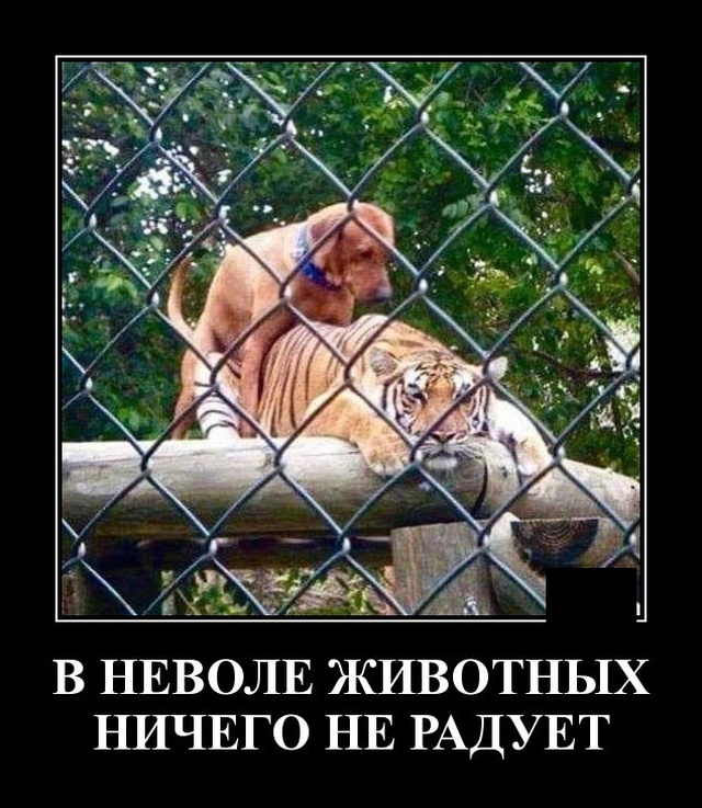 Новые демотиваторы от 19 ноября