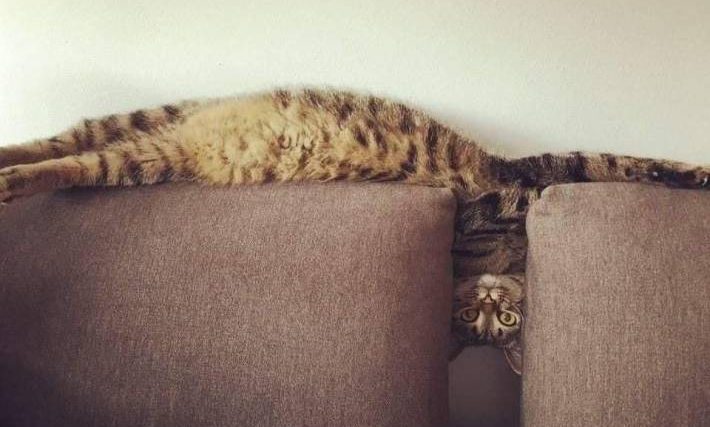 Утренняя подборка смешных животных (много котиков!)