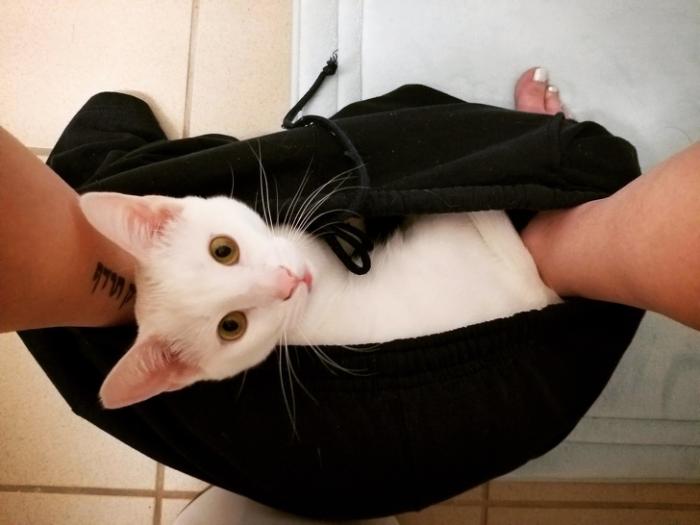 Как тяжело жить с котом под одной крышей