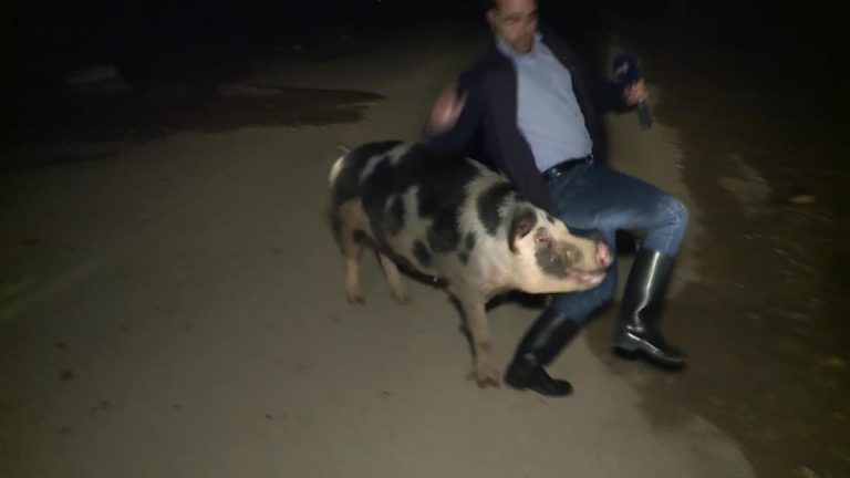 ВИДЕО: в Греции во время эфира журналиста искусала свинья