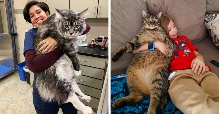 Хорошего кота должно быть много